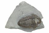 Long Prone Flexicalymene Trilobite Meeki - Monroe, Ohio #224888-2